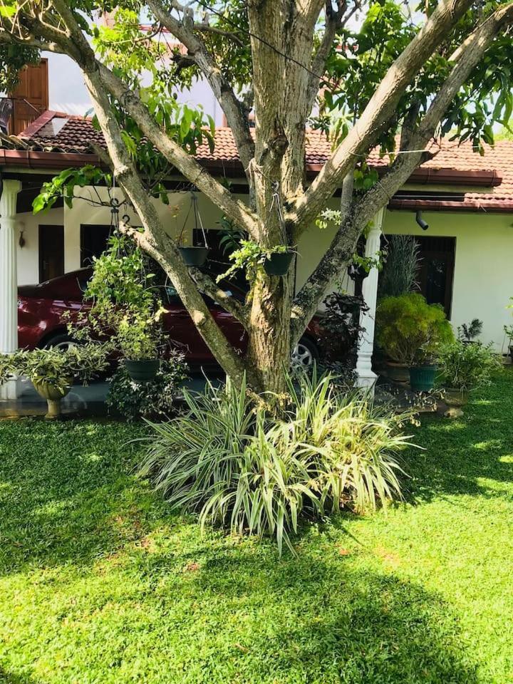 House Of Seya Bed & Breakfast Negombo Ngoại thất bức ảnh